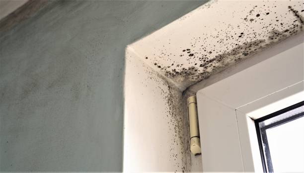 Environmental Consulting for Mold Prevention in Lawrence, IN