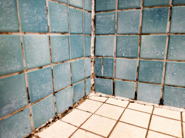 Best Industrial Mold Remediation  in Lawrence, IN