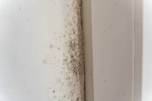 Best Mold Remediation for Healthcare Facilities  in Lawrence, IN