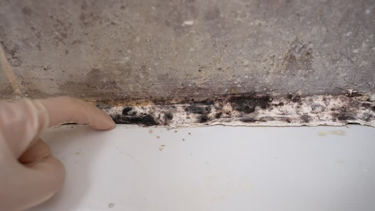 Best Air Quality Testing for Mold Spores  in Lawrence, IN