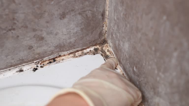 Best Black Mold Removal  in Lawrence, IN
